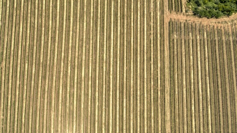 DXP001_017_0010 - Aerial stock photo of A bird's eye view of long rows of grapevines in Hood River, Oregon