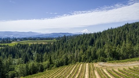 DXP001_017_0016 - Aerial stock photo of Rows of grapevines near forest and Mt Hood in the background, Hood River, Oregon