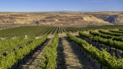 DXP001_019_0013 - Aerial stock photo of Rows of grapevines at the Maryhill Winery vineyard in Goldendale, Washington