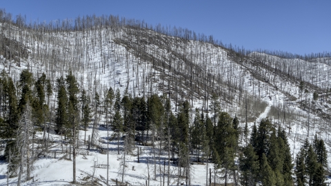 DXP002_134_0005 - Aerial stock photo of Snowy slopes with dead trees and evergreens, New Mexico