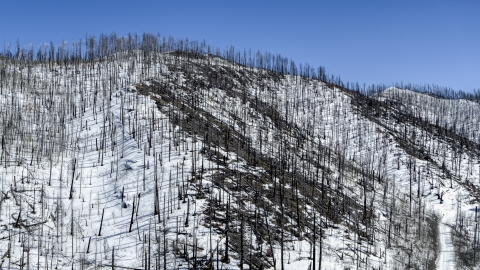 DXP002_134_0006 - Aerial stock photo of Dead trees on snowy slopes in New Mexico