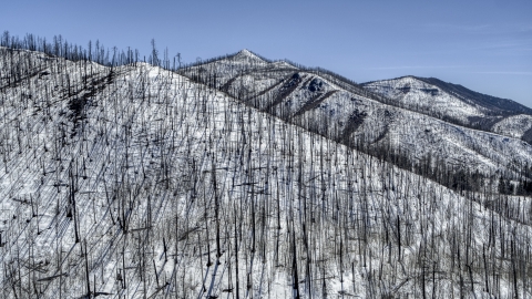 DXP002_134_0011 - Aerial stock photo of A snowy mountain slope with dead trees, New Mexico