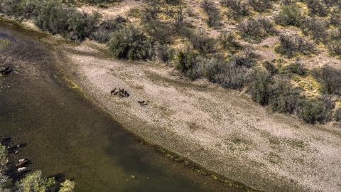 DXP002_141_0004 - Aerial stock photo of A group of horses on the rocky bank of a shallow desert river