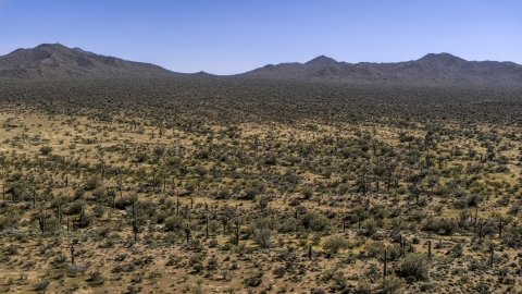 DXP002_141_0007 - Aerial stock photo of Cactus plants in the desert near arid mountains