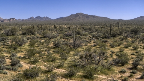 DXP002_141_0010 - Aerial stock photo of Desert vegetation and cactus plants