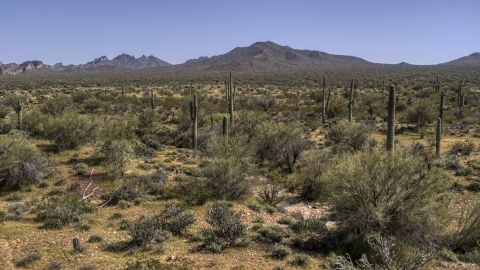 DXP002_141_0011 - Aerial stock photo of Desert vegetation and tall cactus plants