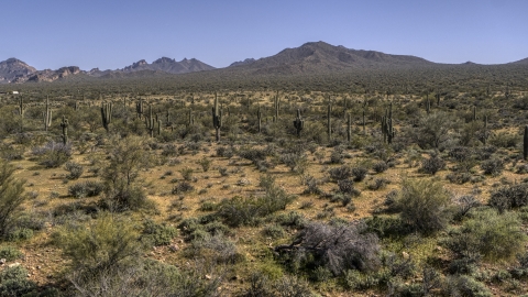 DXP002_141_0013 - Aerial stock photo of Numerous cactus plants surrounded by desert vegetation