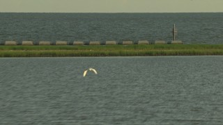 AF0001_000422 - HD aerial stock footage track a heron flying low over a bay, Gulf Coast, Alabama, sunset