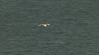 AF0001_000423 - HD aerial stock footage of a heron in flight over water, Gulf Coast, Alabama, sunset