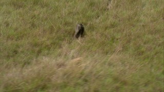 AF0001_000536 - HD aerial stock footage of an anteater running through the savanna grass to palm trees in Southern Venezuela