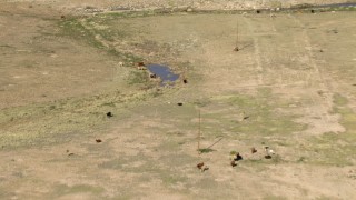 AF0001_000970 - HD aerial stock footage fly over cattle and tilt to a bird's eye view of cattle around a pond near El Paso, Texas