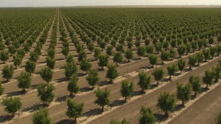 AI06_FRM_007 - 1080 stock footage aerial video flying low over rows of crops, Central Valley, California