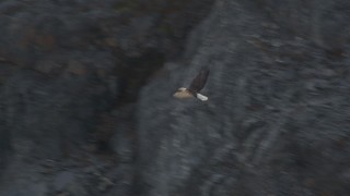 AK0001_0119 - 4K aerial stock footage tracking a bald eagle in flight near Chugach Mountains, Knik Glacier, Alaska