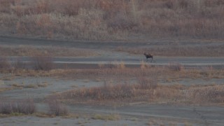 AK0001_0216 - 4K aerial stock footage tracking a moose in the valley, Knik River Valley, Alaska
