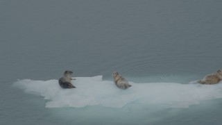 AK0001_0474 - 4K aerial stock footage orbiting seals lounging on ice in the bay, Blackstone Bay, Alaska