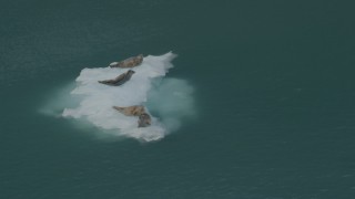AK0001_0475 - 4K aerial stock footage orbiting seals on ice chunk, zoom out to reveal glacier, Blackstone Bay, Alaska