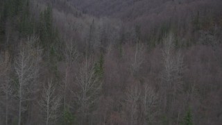 AK0001_0635 - 4K aerial stock footage flying over trees, revealing river through forest, wooded hills, Birchwood, Alaska