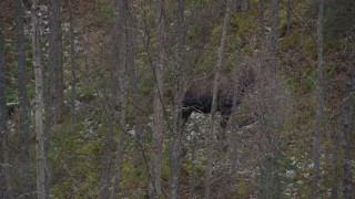 AK0001_0640 - 4K aerial stock footage tracking a moose moving through trees, Birchwood, Alaska