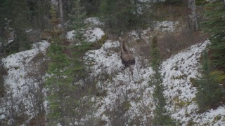 AK0001_0642 - 4K aerial stock footage tracking a moose trotting across snow into trees, Birchwood, Alaska
