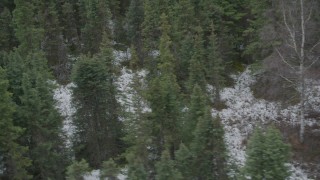 AK0001_0643 - 4K aerial stock footage tracking moose trotting over snow, through trees, Birchwood, Alaska