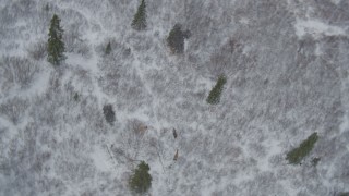 AK0001_0886 - 4K aerial stock footage bird's eye view of a moose and calf during winter trotting through the snow covered Alaskan Wilderness