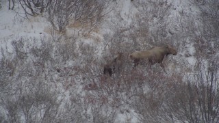 AK0001_0887 - 4K aerial stock footage moose and calf hiking through the snow covered brush during winter, Alaskan Wilderness