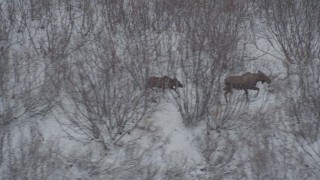 AK0001_0888 - 4K aerial stock footage moose and calf hiking through the snow covered brush during winter, Alaskan Wilderness