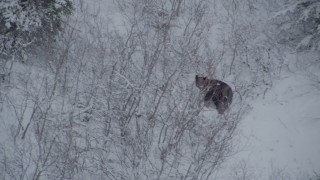 AK0001_0958 - 4K aerial stock footage tracking a bear running through snow during winter, Alaskan Wilderness