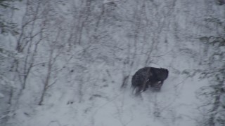 AK0001_0959 - 4K aerial stock footage tracking bear running up a snowy hill, Alaskan Wilderness