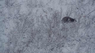 AK0001_0960 - 4K aerial stock footage tracking a bear sitting in snow, running up a hill, Alaskan Wilderness