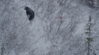 AK0001_0961 - 4K aerial stock footage tracking bear running up snowy hill, during winter, Alaskan Wilderness