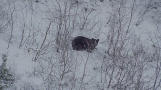AK0001_0962 - 4K aerial stock footage tracking bear crouched in snow, during winter, Alaskan Wilderness