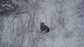 AK0001_0963 - 4K aerial stock footage track a bear running in snow behind tree, during winter, Alaskan Wilderness
