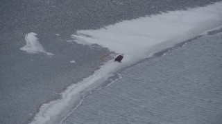 AK0001_1236 - 4K aerial stock footage a bald eagle perched on snowy river shore, Knik River Valley, Alaska