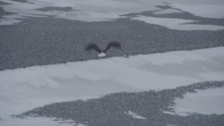 AK0001_1237 - 4K aerial stock footage tracking a bald eagle in flight over snow, Knik River Valley, Alaska