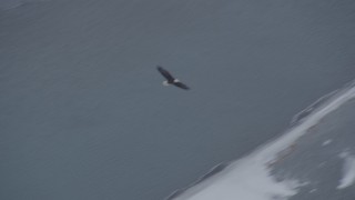 AK0001_1238 - 4K aerial stock footage tracing a bald eagle in flight over the snow covered Knik River Valley, Alaska