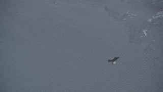 AK0001_1239 - 4K aerial stock footage tracking a bald eagle over snow, then catching a fish, Knik River Valley, Alaska