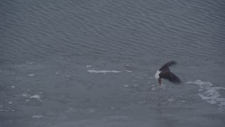 AK0001_1240 - 4K aerial stock footage a bald eagle taking flight with a fish, landing on snow, Knik River Valley, Alaska