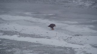 AK0001_1241 - 4K aerial stock footage a bald eagle with a fish on snow, Knik River Valley, Alaska