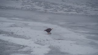 AK0001_1242 - 4K aerial stock footage a bald eagle feeding on a fish, Knik River Valley, Alaska