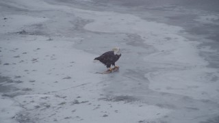 AK0001_1243 - 4K aerial stock footage a bald eagle feeding on a fish, Knik River Valley, Alaska
