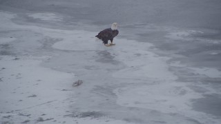 AK0001_1244 - 4K aerial stock footage a bald eagle near a fish, flying to another eagle, snow, Knik River Valley, Alaska