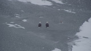 AK0001_1245 - 4K aerial stock footage two bald eagles by a river, fly right over snow to a fish, Knik River Valley, Alaska