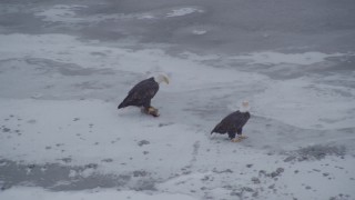 AK0001_1246 - 4K aerial stock footage orbiting two bald eagles and a fish on the snow, Knik River Valley, Alaska