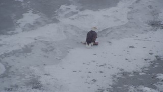 AK0001_1247 - 4K aerial stock footage a bald eagle with a dead fish sitting on the snow, Knik River Valley, Alaska