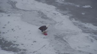 AK0001_1248 - 4K aerial stock footage a bald eagle perched on a fish on the snow, Knik River Valley, Alaska