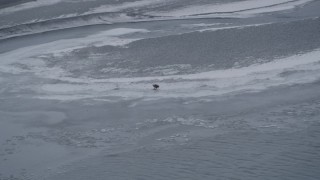 AK0001_1249 - 4K aerial stock footage a bald eagle between two rivers in the snow, Knik River Valley, Alaska