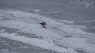 AK0001_1251 - 4K aerial stock footage approaching a bald eagle perched on a fish on the snow, Knik River Valley, Alaska