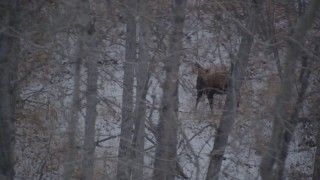 AK0001_1281 - 4K aerial stock footage a moose in the snow covered brush in the Alaskan Wilderness