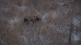 AK0001_1283 - 4K aerial stock footage a moose standing in the snow covered brush in the Alaskan Wilderness